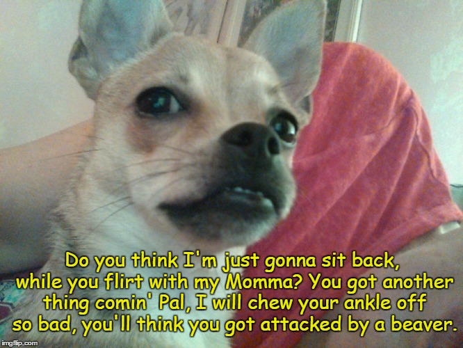 Do you think I'm just gonna sit back, while you flirt with my Momma? You got another thing comin' Pal, I will chew your ankle off so bad, you'll think you got attacked by a beaver. | image tagged in lola is not pleased | made w/ Imgflip meme maker