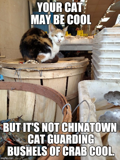 YOUR CAT MAY BE COOL; BUT IT'S NOT CHINATOWN CAT GUARDING BUSHELS OF CRAB COOL. | image tagged in chinatowncat | made w/ Imgflip meme maker