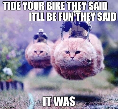 star wars cats | TIDE YOUR BIKE THEY SAID                  
ITLL BE FUN THEY SAID; IT WAS | image tagged in star wars cats | made w/ Imgflip meme maker