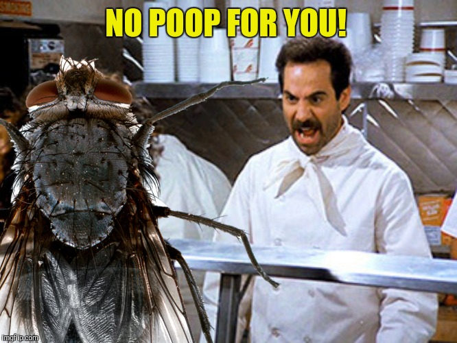 Oh what sad times are these when a passing fly can't get a turd sandwich!  | NO POOP FOR YOU! | image tagged in soup nazi,fly,no poop for you | made w/ Imgflip meme maker