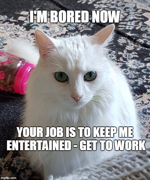 I'M BORED NOW; YOUR JOB IS TO KEEP ME ENTERTAINED - GET TO WORK | image tagged in bored cat | made w/ Imgflip meme maker