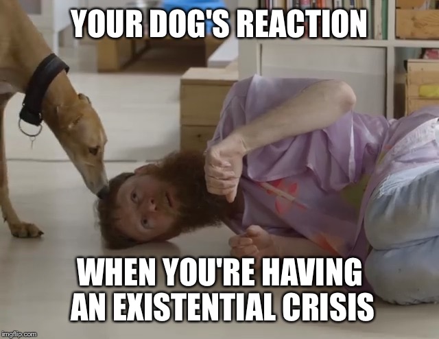 Kay | YOUR DOG'S REACTION; WHEN YOU'RE HAVING AN EXISTENTIAL CRISIS | image tagged in kay | made w/ Imgflip meme maker