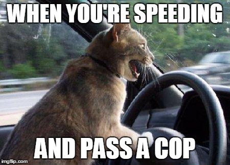 catsale | WHEN YOU'RE SPEEDING; AND PASS A COP | image tagged in catsale | made w/ Imgflip meme maker
