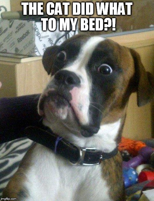 Blankie the Shocked Dog | THE CAT DID WHAT TO MY BED?! | image tagged in blankie the shocked dog | made w/ Imgflip meme maker