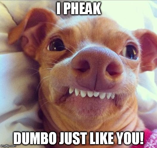 tuna dog | I PHEAK; DUMBO JUST LIKE YOU! | image tagged in tuna dog | made w/ Imgflip meme maker