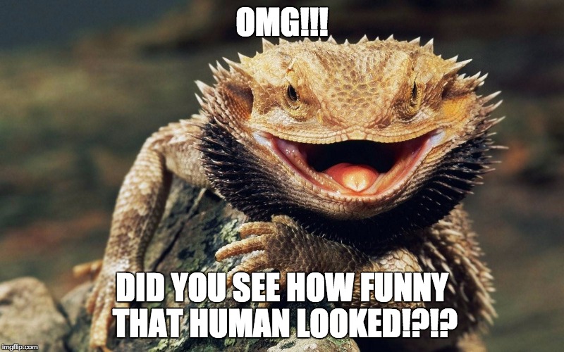 LOL LIZARD | OMG!!! DID YOU SEE HOW FUNNY THAT HUMAN LOOKED!?!? | image tagged in lizard,derp,omg | made w/ Imgflip meme maker