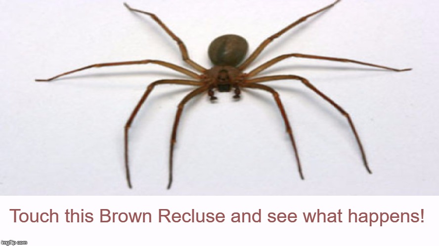 Any takers?  | Touch this Brown Recluse and see what happens! | image tagged in brown recluse spider,touch this image,memes | made w/ Imgflip meme maker