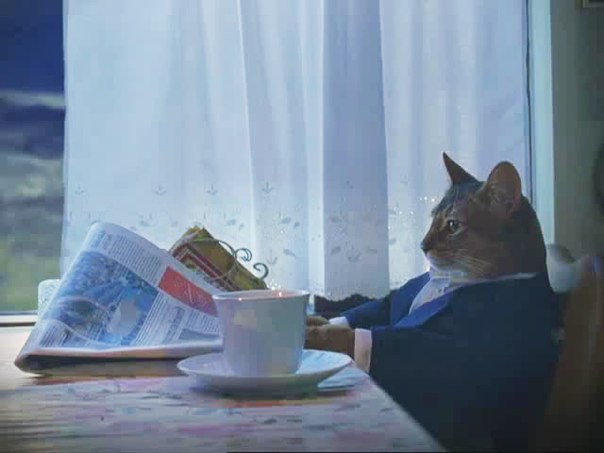 Cat reading newspaper Blank Meme Template