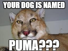 YOUR DOG IS NAMED | made w/ Imgflip meme maker