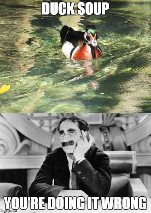 DUCK SOUP YOU'RE DOING IT WRONG | made w/ Imgflip meme maker