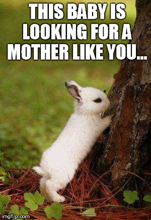 Mother's Day bunny | THIS BABY IS LOOKING FOR A MOTHER LIKE YOU... | image tagged in mother's day,bunny | made w/ Imgflip meme maker