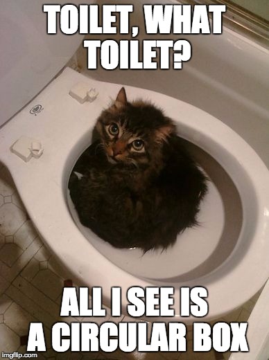 when there's no boxes around... | TOILET, WHAT TOILET? ALL I SEE IS A CIRCULAR BOX | image tagged in toilet,cat,kittens | made w/ Imgflip meme maker