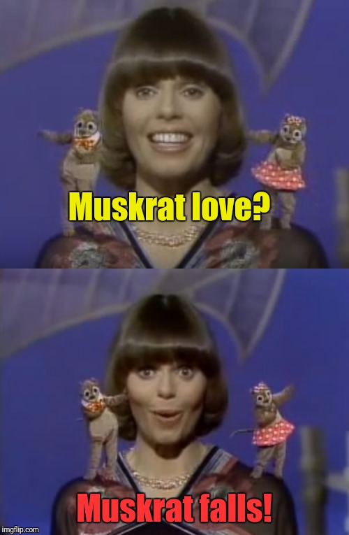 Muskrat love? Muskrat falls! | made w/ Imgflip meme maker