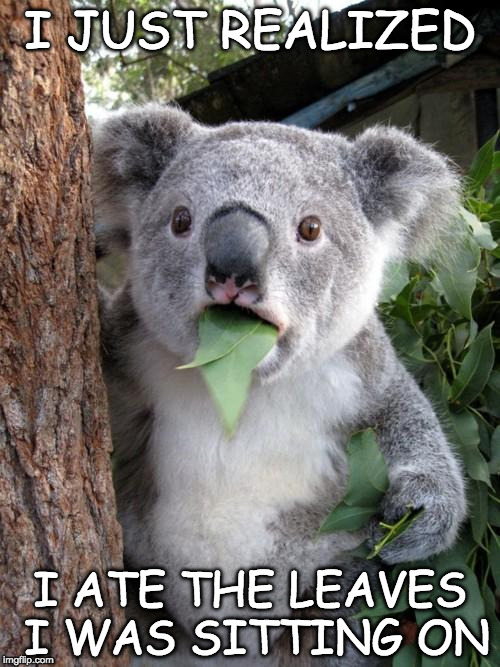 Surprised Koala | I JUST REALIZED; I ATE THE LEAVES I WAS SITTING ON | image tagged in memes,surprised koala | made w/ Imgflip meme maker