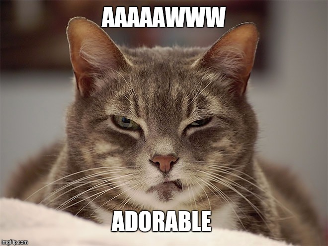 Sarcasm Cat | AAAAAWWW ADORABLE | image tagged in sarcasm cat | made w/ Imgflip meme maker