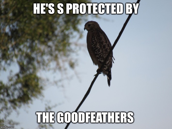 Bird of prey | HE'S S PROTECTED BY THE GOODFEATHERS | image tagged in bird of prey | made w/ Imgflip meme maker