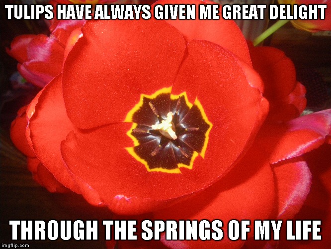 Tulips | TULIPS HAVE ALWAYS GIVEN ME GREAT DELIGHT; THROUGH THE SPRINGS OF MY LIFE | image tagged in tulips,red tulips,spring,life | made w/ Imgflip meme maker