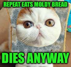 Moldy Bread Cat | REPEAT EATS MOLDY BREAD DIES ANYWAY | image tagged in moldy bread cat | made w/ Imgflip meme maker
