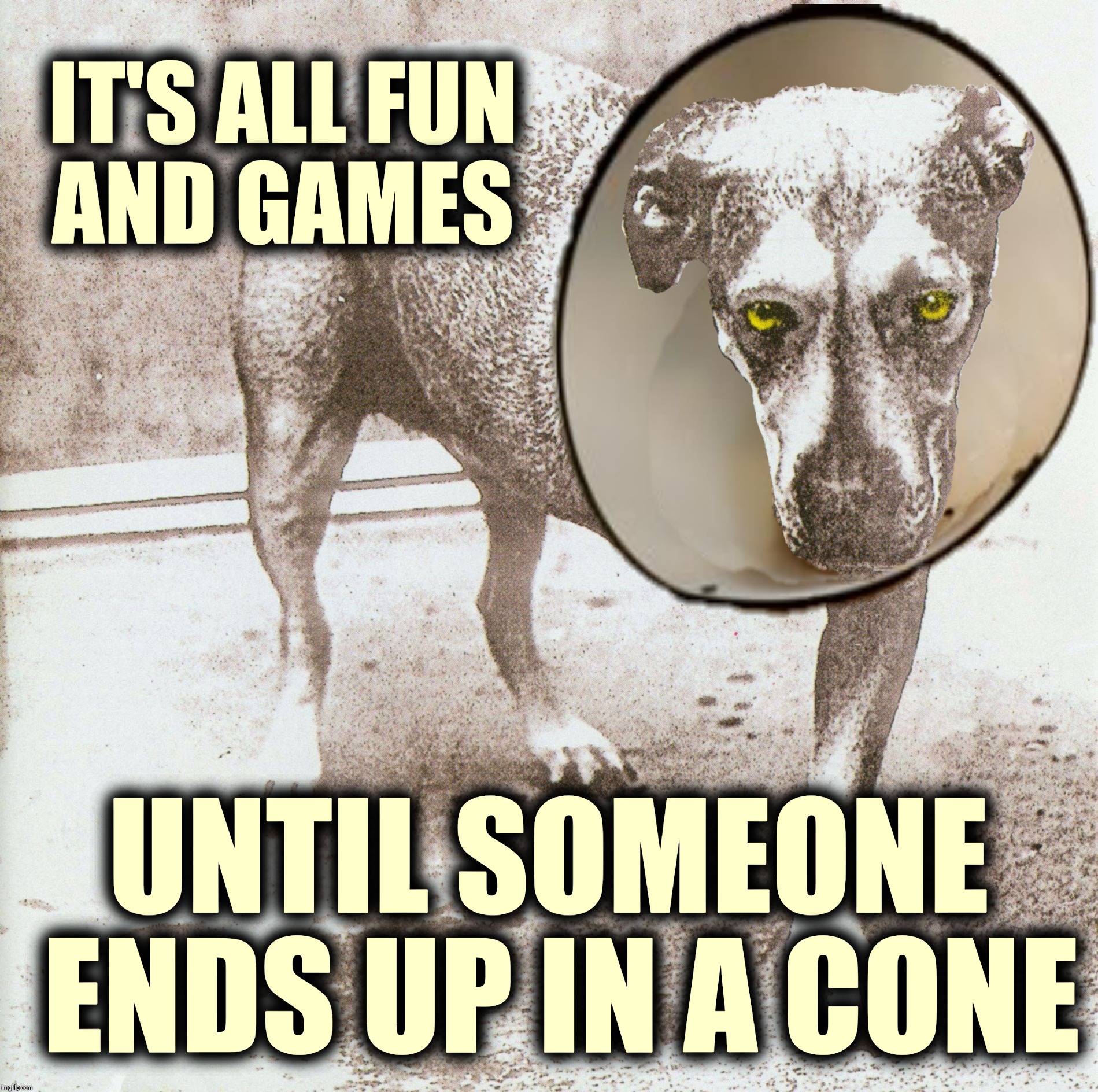 Some like it ruff | IT'S ALL FUN AND GAMES; UNTIL SOMEONE ENDS UP IN A CONE | image tagged in memes,lucky the dog,sunshine,alice in chains,jerry cantrell | made w/ Imgflip meme maker