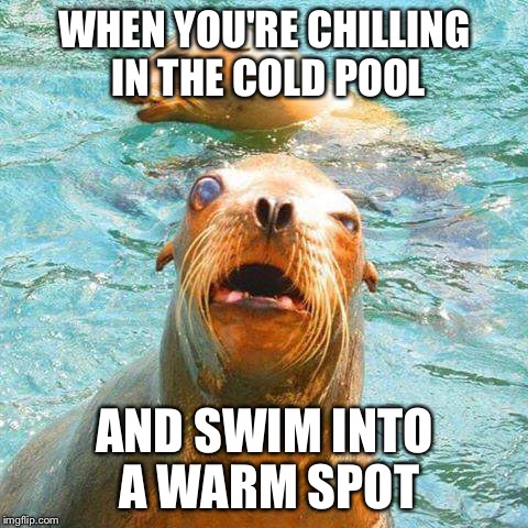 Who peed in here?! | WHEN YOU'RE CHILLING IN THE COLD POOL; AND SWIM INTO A WARM SPOT | image tagged in funny face seal,memes | made w/ Imgflip meme maker