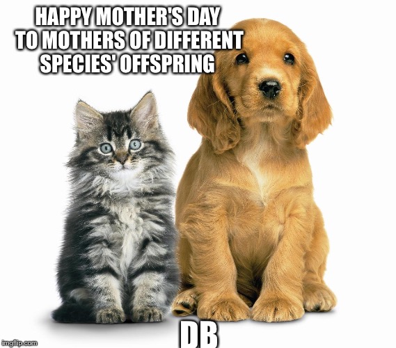 Mother's Day  pets animals cats dogs adoption | HAPPY MOTHER'S DAY TO MOTHERS OF DIFFERENT SPECIES' OFFSPRING; DB | image tagged in mother's day  pets animals cats dogs adoption | made w/ Imgflip meme maker