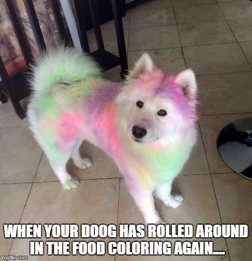 Food Coloring Death | WHEN YOUR DOOG HAS ROLLED AROUND IN THE FOOD COLORING AGAIN.... | image tagged in dogs,mems,dank memes | made w/ Imgflip meme maker
