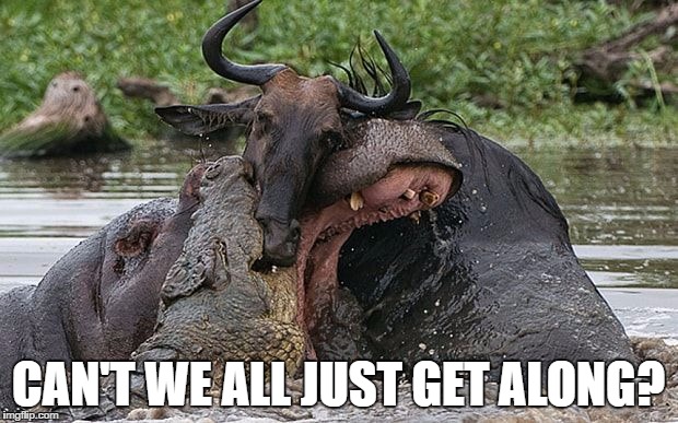 Can't we all just get along? | CAN'T WE ALL JUST GET ALONG? | image tagged in animals,crocodile,wildebeest,hippo | made w/ Imgflip meme maker