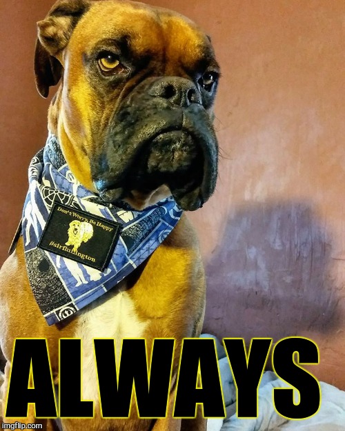 Grumpy Dog | ALWAYS | image tagged in grumpy dog | made w/ Imgflip meme maker