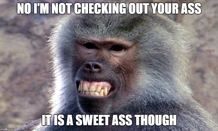 Baboon | NO I'M NOT CHECKING OUT YOUR ASS; IT IS A SWEET ASS THOUGH | image tagged in baboon | made w/ Imgflip meme maker