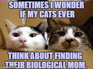 Moving cats | SOMETIMES I WONDER IF MY CATS EVER; THINK ABOUT FINDING THEIR BIOLOGICAL MOM. | image tagged in cats,mothers day,funny,funny memes,biological mom | made w/ Imgflip meme maker