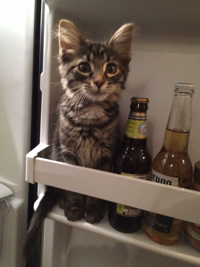 biere cat Blank Meme Template