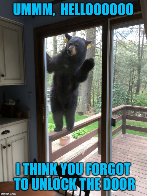 And there's no key under the flower pot | UMMM,  HELLOOOOOO; I THINK YOU FORGOT TO UNLOCK THE DOOR | image tagged in bear | made w/ Imgflip meme maker