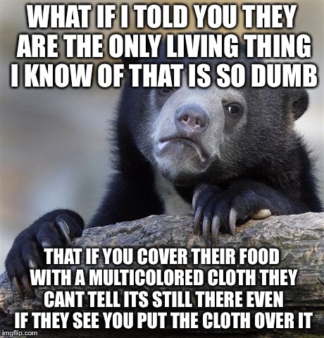 Confession Bear Meme | WHAT IF I TOLD YOU THEY ARE THE ONLY LIVING THING I KNOW OF THAT IS SO DUMB THAT IF YOU COVER THEIR FOOD WITH A MULTICOLORED CLOTH THEY CANT | image tagged in memes,confession bear | made w/ Imgflip meme maker