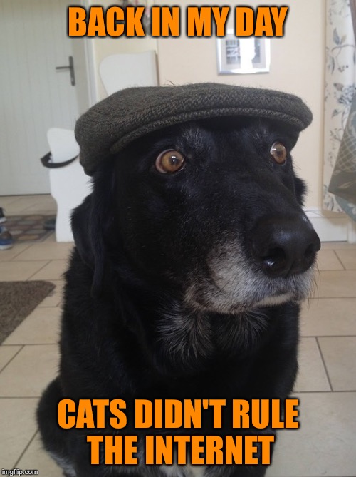 Cats have taken over the place | BACK IN MY DAY; CATS DIDN'T RULE THE INTERNET | image tagged in back in my day dog,memes,animals,dogs,cats,interwebz | made w/ Imgflip meme maker
