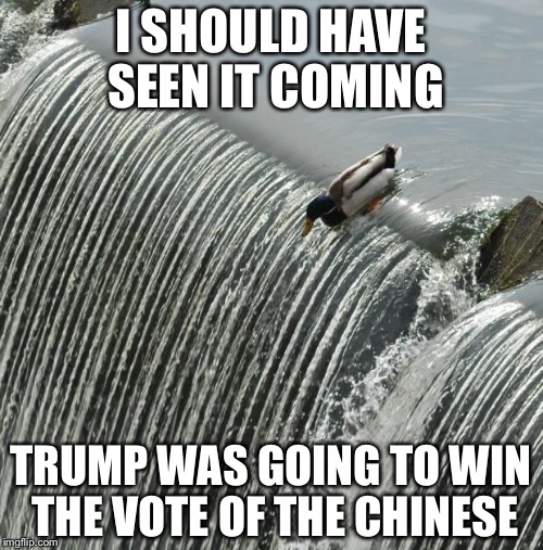 I Should Have Seen It Coming Mallard | I SHOULD HAVE SEEN IT COMING; TRUMP WAS GOING TO WIN THE VOTE OF THE CHINESE | image tagged in i should have seen it coming mallard | made w/ Imgflip meme maker