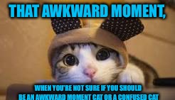 Awkward Moment Cat | THAT AWKWARD MOMENT, WHEN YOU'RE NOT SURE IF YOU SHOULD BE AN AWKWARD MOMENT CAT OR A CONFUSED CAT | image tagged in awkward moment cat | made w/ Imgflip meme maker