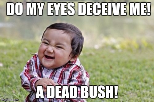 Evil Toddler | DO MY EYES DECEIVE ME! A DEAD BUSH! | image tagged in memes,evil toddler | made w/ Imgflip meme maker