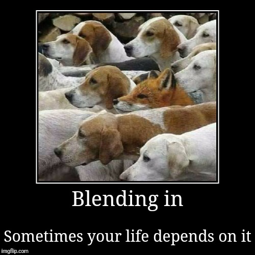 Release the hounds... | image tagged in funny,demotivationals,fox hunting,blending in,release the hounds | made w/ Imgflip demotivational maker