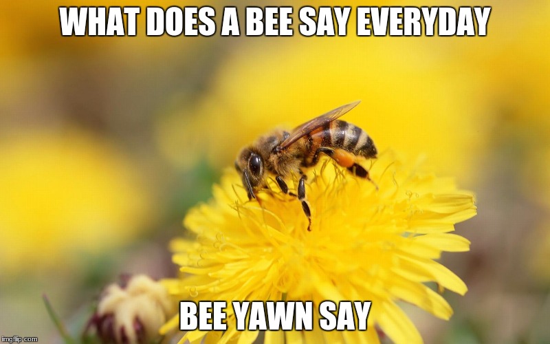 A Bee On Flower | WHAT DOES A BEE SAY EVERYDAY; BEE YAWN SAY | image tagged in a bee on flower | made w/ Imgflip meme maker