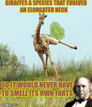 Herbert Spencer had theories on evolution that wasn't quite as popular as Darwin.  | GIRAFFES A SPECIES THAT EVOLVED AN ELONGATED NECK; SO IT WOULD NEVER HAVE TO SMELL ITS OWN FARTS | image tagged in philosopher week,evolution,memes,funny,giraffes | made w/ Imgflip meme maker