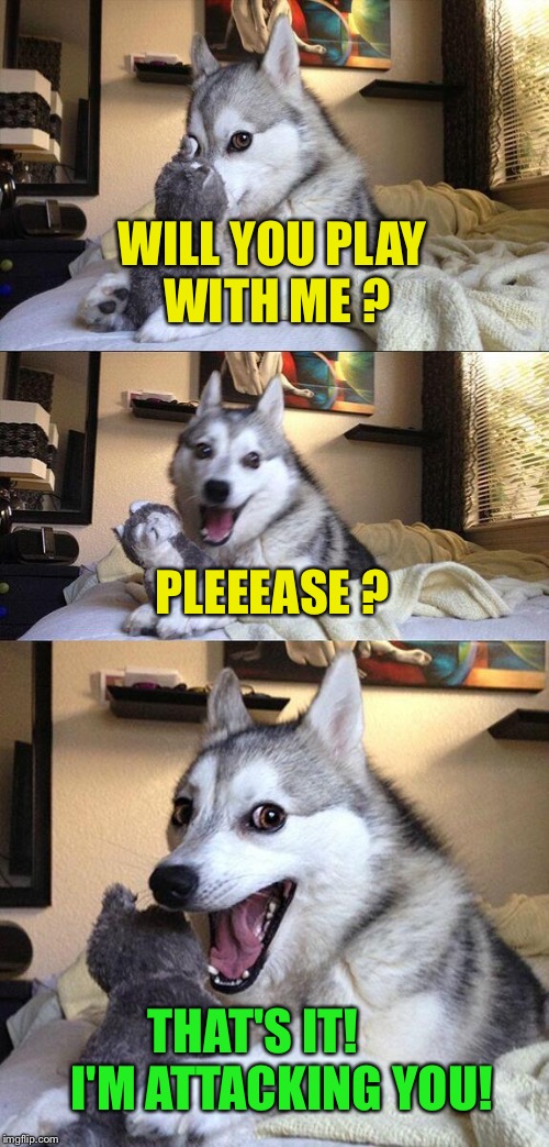 Bad Pun Dog Meme | WILL YOU PLAY WITH ME ? PLEEEASE ? THAT'S IT!      I'M ATTACKING YOU! | image tagged in memes,bad pun dog | made w/ Imgflip meme maker