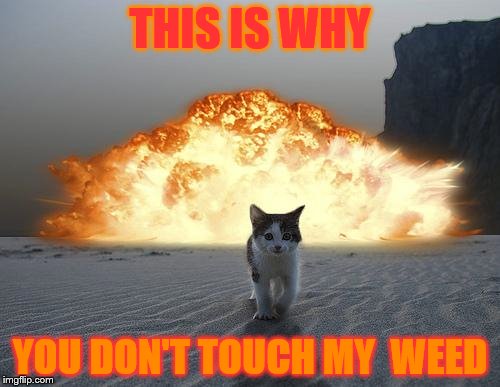 cat explosion | THIS IS WHY; YOU DON'T TOUCH MY  WEED | image tagged in cat explosion | made w/ Imgflip meme maker