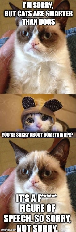 I'M SORRY, BUT CATS ARE SMARTER THAN DOGS IT'S A F****** FIGURE OF SPEECH. SO SORRY, NOT SORRY. YOU'RE SORRY ABOUT SOMETHING?!? | made w/ Imgflip meme maker
