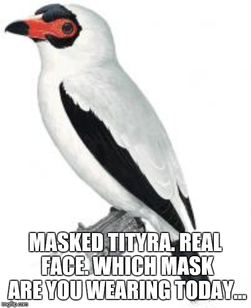 MASKED TITYRA. REAL FACE.
WHICH MASK ARE YOU WEARING TODAY... | made w/ Imgflip meme maker