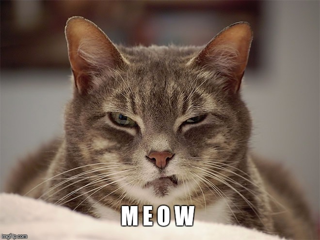 Sarcasm Cat | M E O W | image tagged in sarcasm cat | made w/ Imgflip meme maker