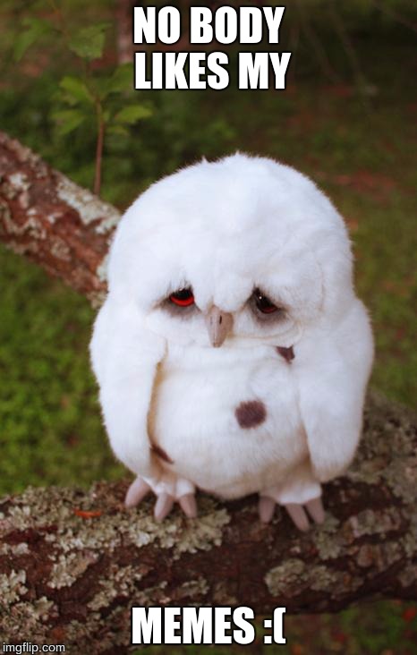 sad owl | NO BODY LIKES MY; MEMES :( | image tagged in sad owl | made w/ Imgflip meme maker