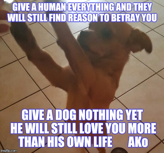 GIVE A HUMAN EVERYTHING AND THEY WILL STILL FIND REASON TO BETRAY YOU; GIVE A DOG NOTHING YET HE WILL STILL LOVE YOU MORE THAN HIS OWN LIFE       AKo | image tagged in pets | made w/ Imgflip meme maker