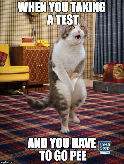 THE AGONY | WHEN YOU TAKING A TEST; AND YOU HAVE TO GO PEE | image tagged in memes,gotta go cat | made w/ Imgflip meme maker