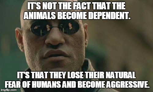 Matrix Morpheus Meme | IT'S NOT THE FACT THAT THE ANIMALS BECOME DEPENDENT. IT'S THAT THEY LOSE THEIR NATURAL FEAR OF HUMANS AND BECOME AGGRESSIVE. | image tagged in memes,matrix morpheus | made w/ Imgflip meme maker