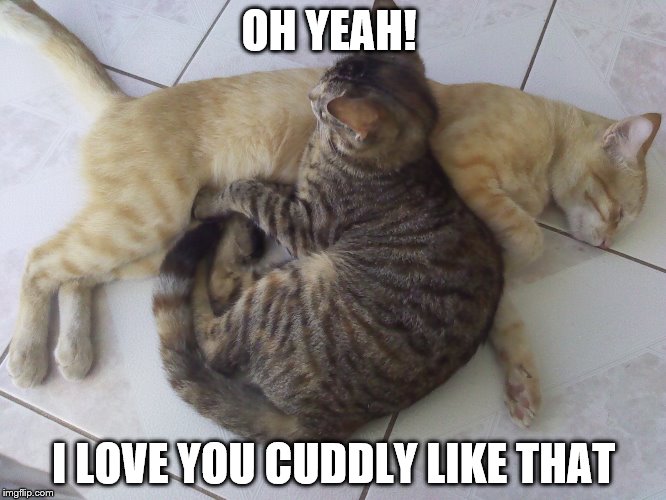 Cuddly love | OH YEAH! I LOVE YOU CUDDLY LIKE THAT | image tagged in grumpy cat,cats,cuddles,cuddling,cuddle,i love you | made w/ Imgflip meme maker